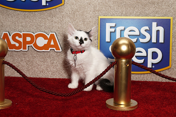 White cat on the red carpet