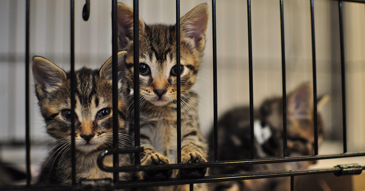 Shelter Intake and Surrender | Animal Homelessness | ASPCA