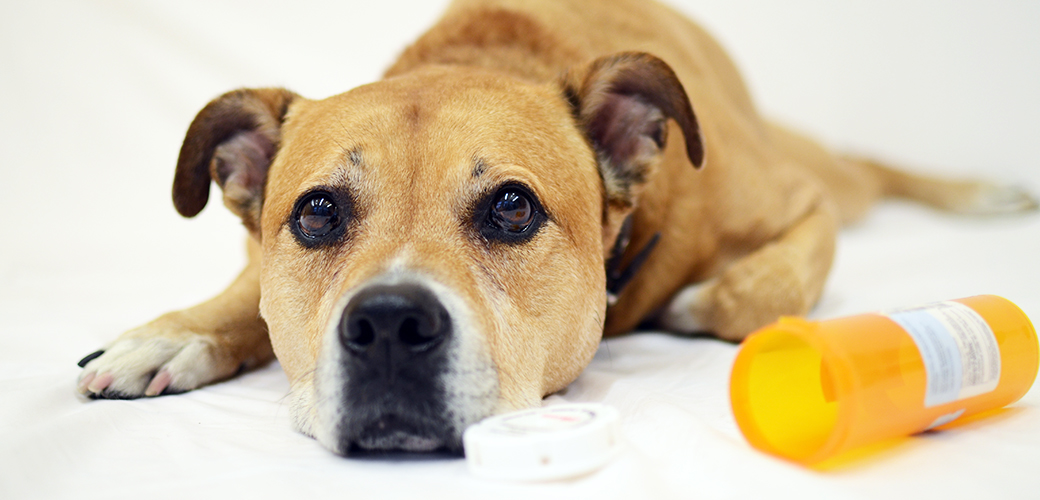 Announcing the Top Pet Toxins of 2015