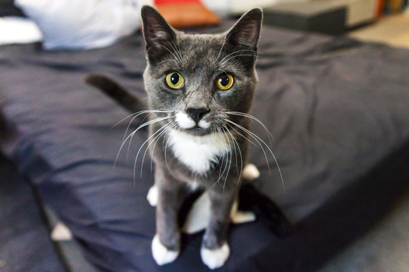 Grey and white cat with orange eyes