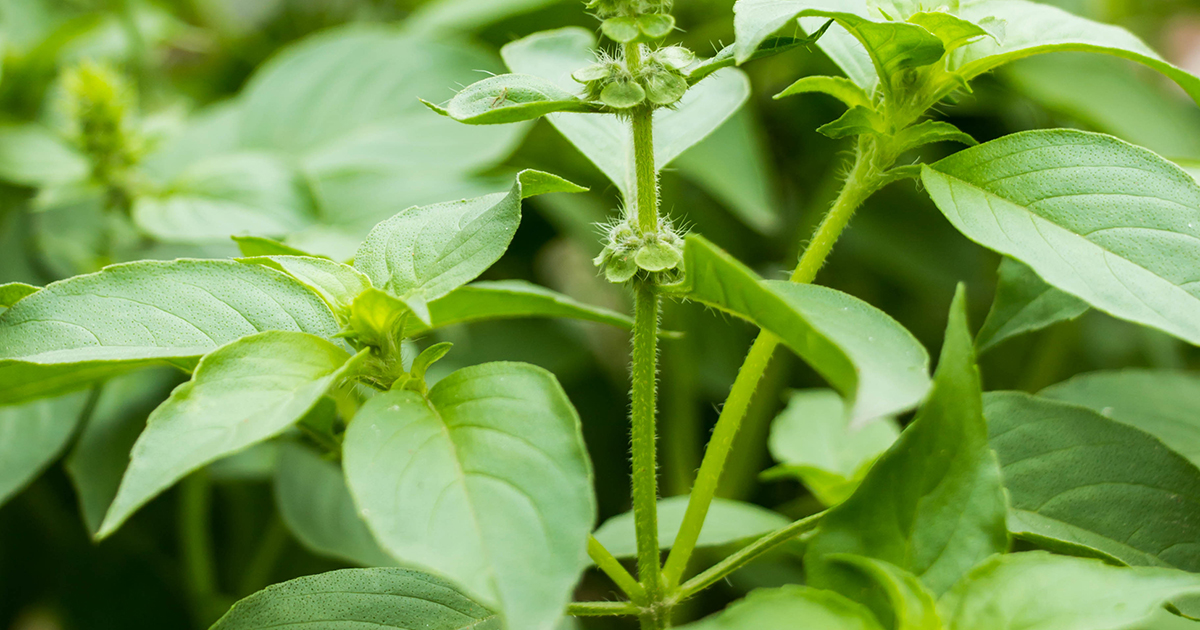 is basil poisonous for dogs
