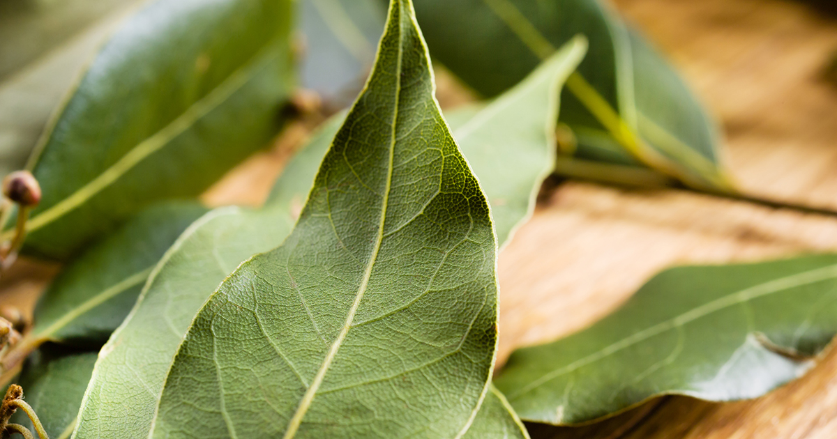 is bay leaf poisonous to dog