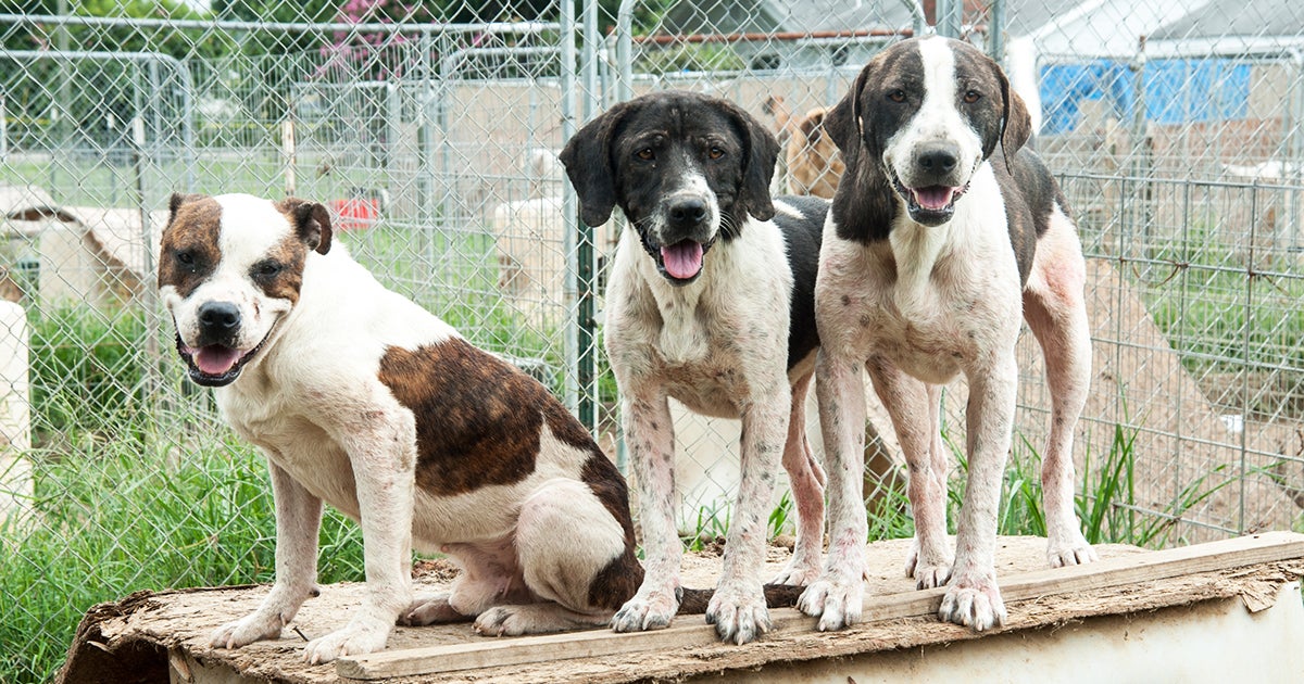 Hundreds of Alabama Rescues Now Ready for Forever Homes ASPCA
