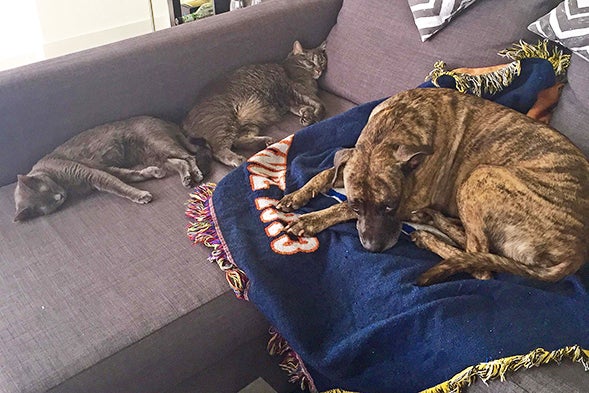 Heart Murmurs in Pets May Be a Sign of More Serious Medical Conditions