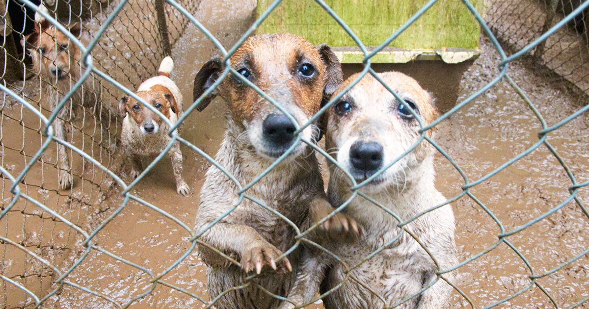 Today Is No Pet Store Puppies Day—Help Us Spread the Word! ASPCA