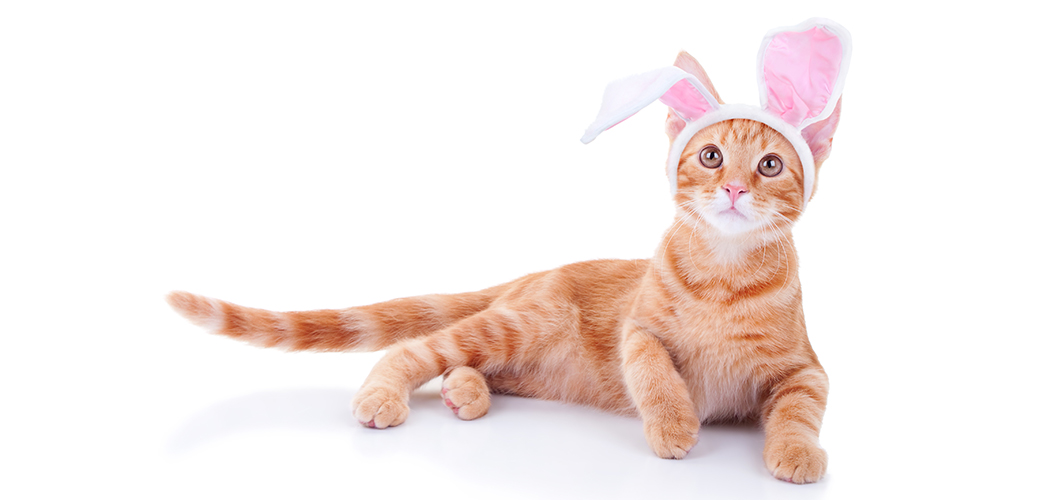 Top Four Easter Hazards for Pets ASPCA