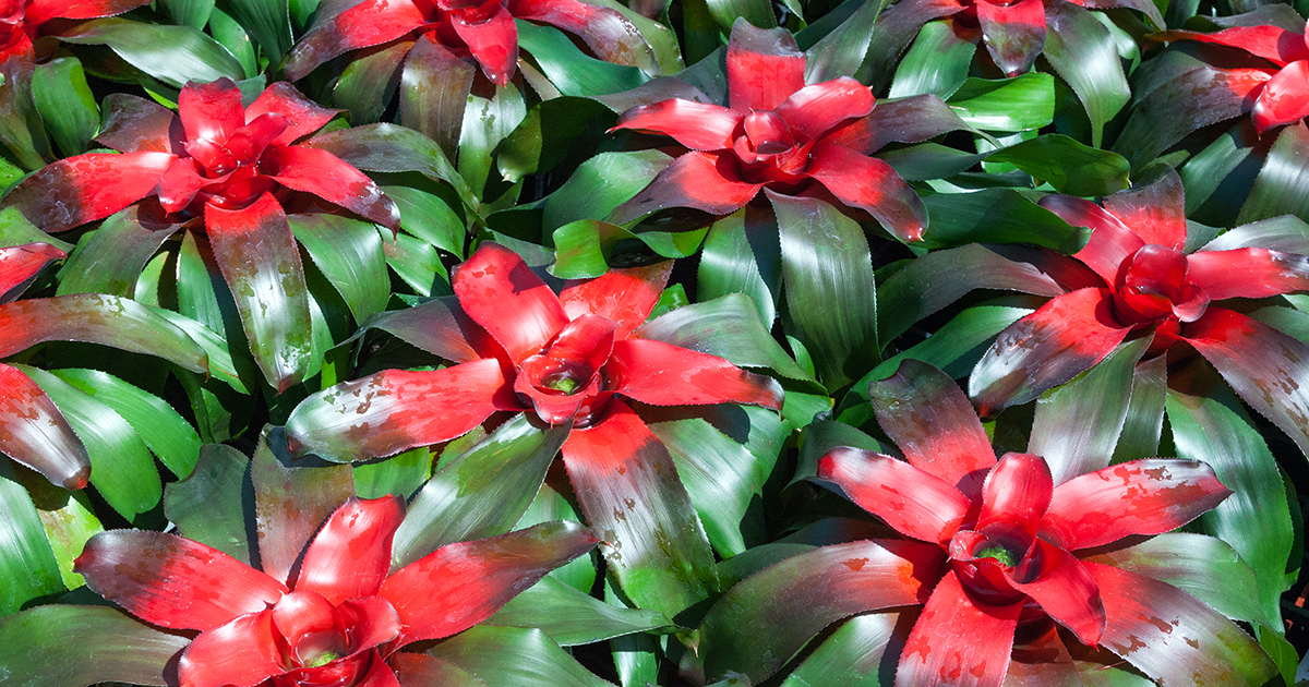 are bromeliad poisonous to dogs