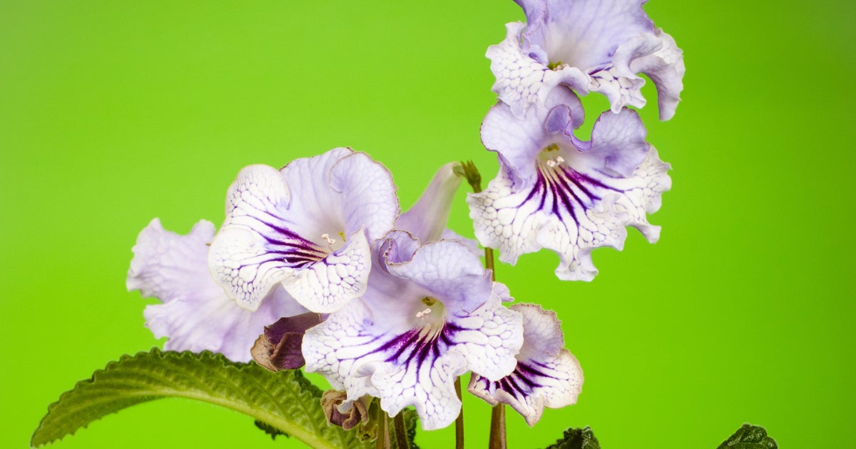 Cape Primrose ASPCA