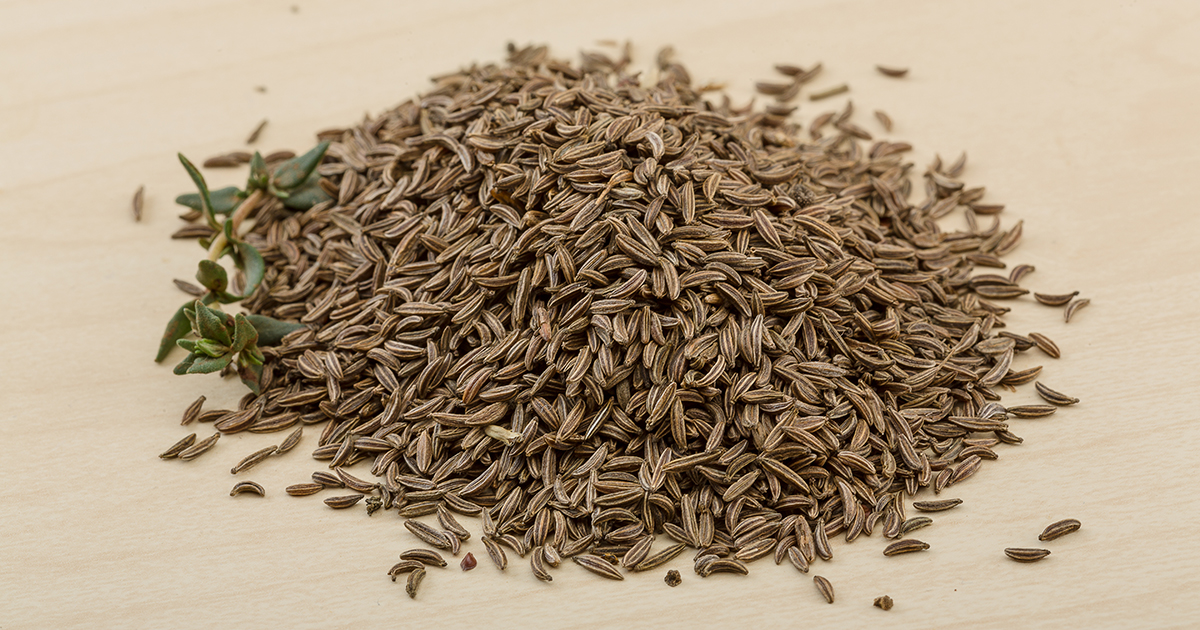 Is Caraway Or Meridian Fennel Toxic to Cats? 