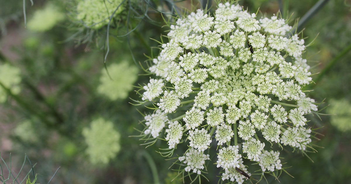 Carrot Plant Flower