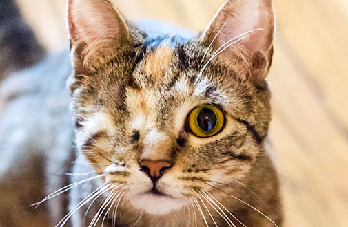  are few simple tips to keep your kitty’s eyes bright and healthy
