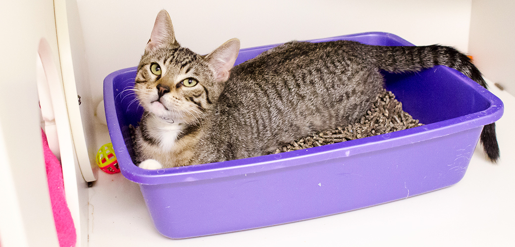 The Importance of a Clean Litter Box