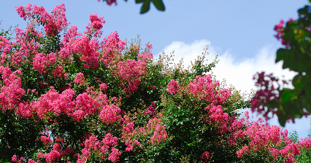 Is Crepe Myrtle Toxic for Cats? 
