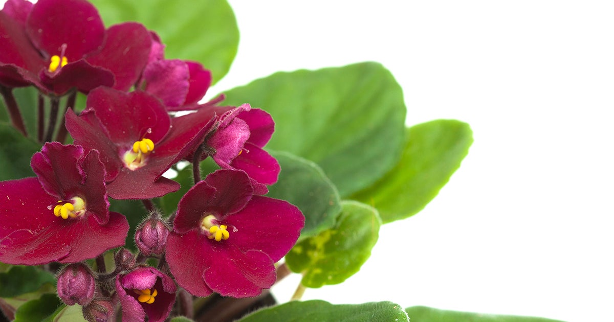 Is Cyrtudeira Or Red African Violet Toxic for Cats?