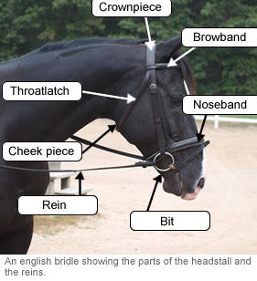 Riding Equipment: The English Bridle | ASPCA