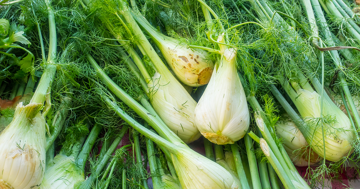 Is Fennel Toxic for Cats? 