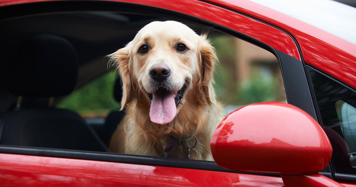 With ASPCA Vehicle Donations, Your Used Car Can Help Save a Life ASPCA
