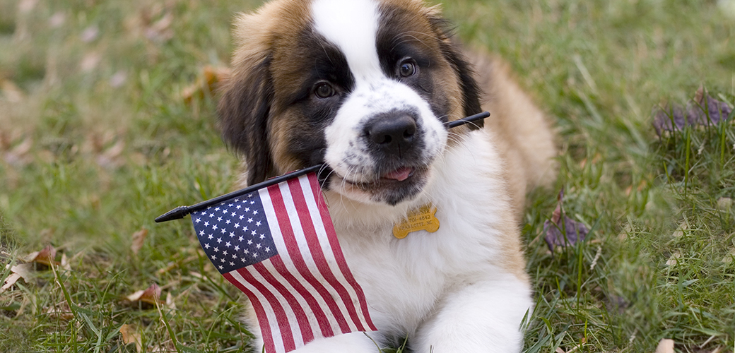 Puppy with an American flag