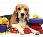 Donate Your Birthday - Dog Care Behavior Ad