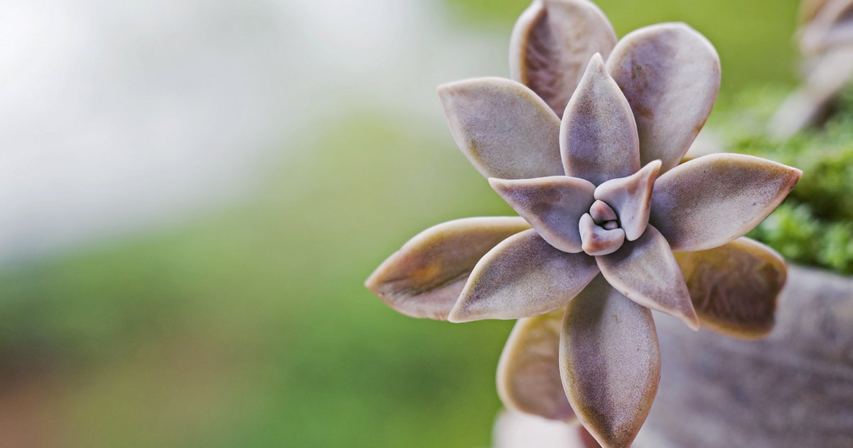 sedum poisonous to dogs