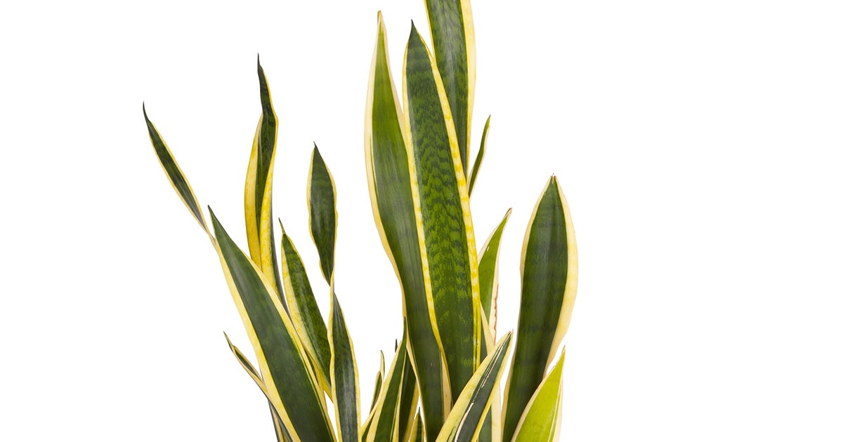 Golden Birds Nest ASPCA