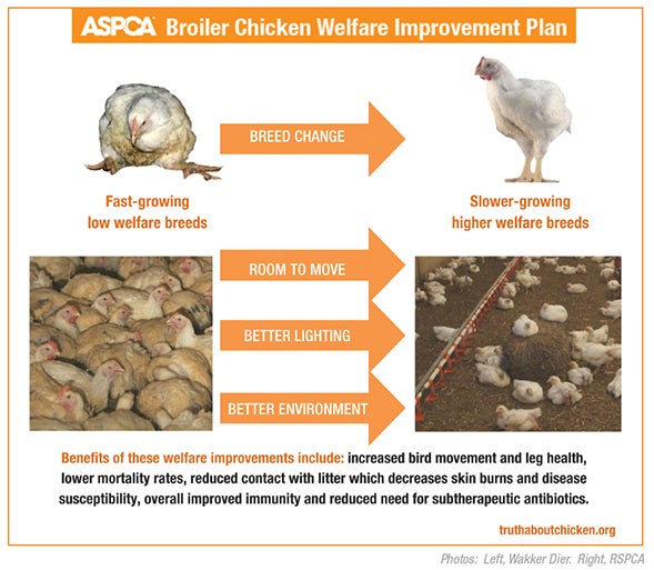 A Growing Problem Selective Breeding in the Chicken Industry ASPCA