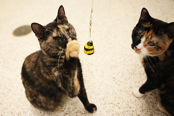ASPCA Happy Tails: A Bright Future for Hilary and Wendy