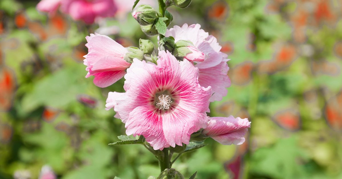Is Hollyhock Poisonous to Dogs  