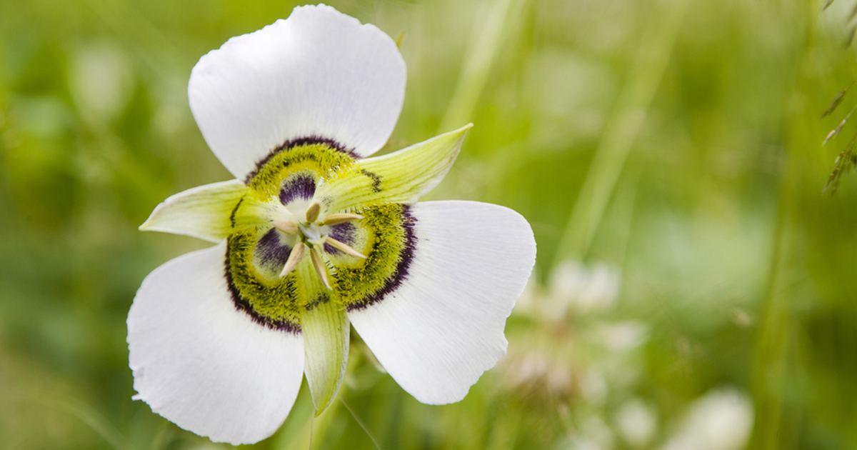 Is Mariposa Lily Toxic for Cats? 