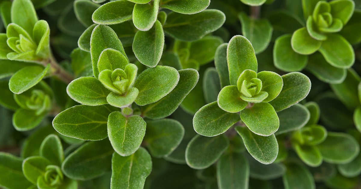Marjoram ASPCA