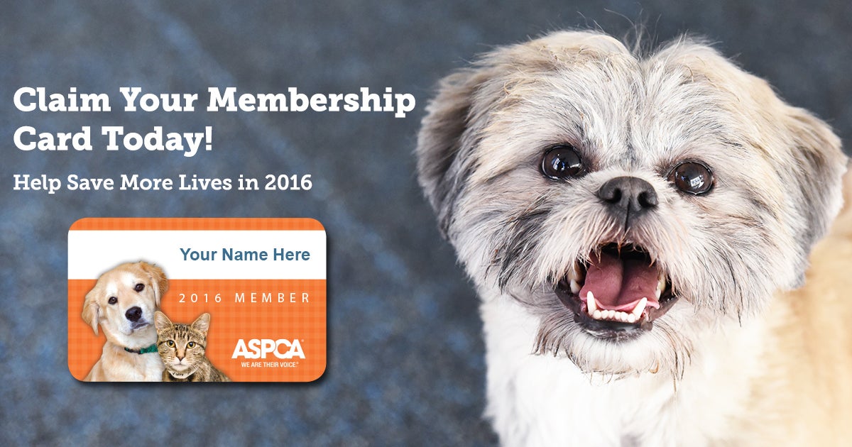 Claim Your ASPCA Member Card Today ASPCA