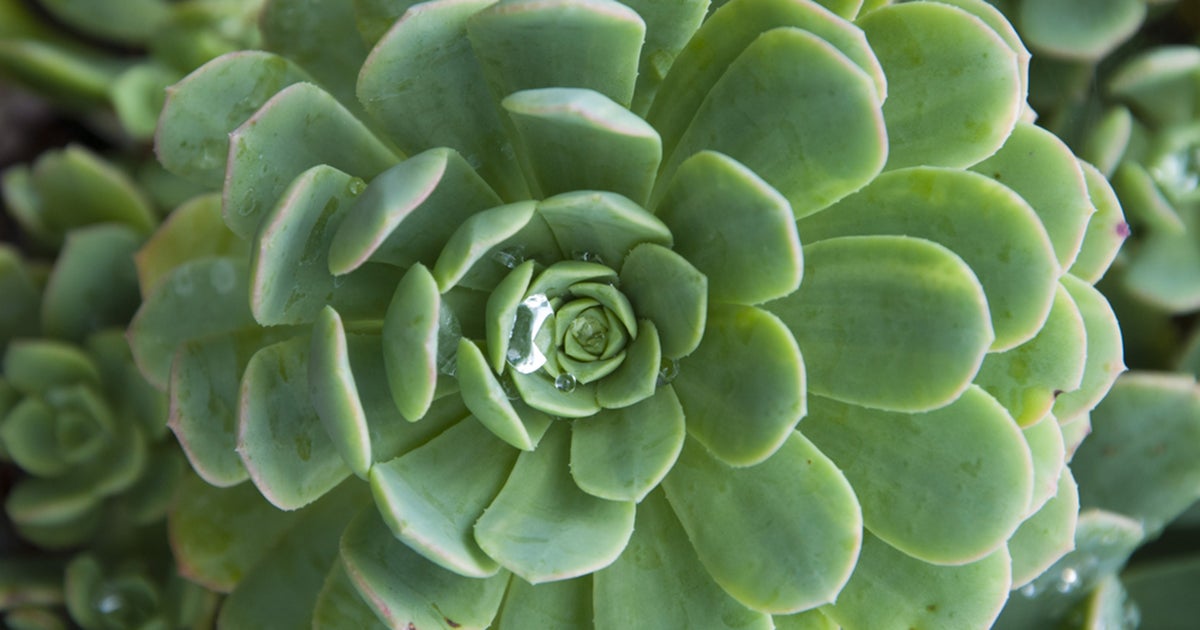 are snowball bushes poisonous to dogs