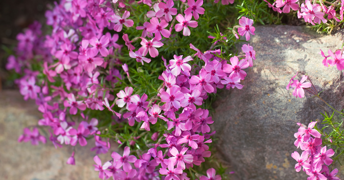 Is Moss Phlox Toxic for Cats? 