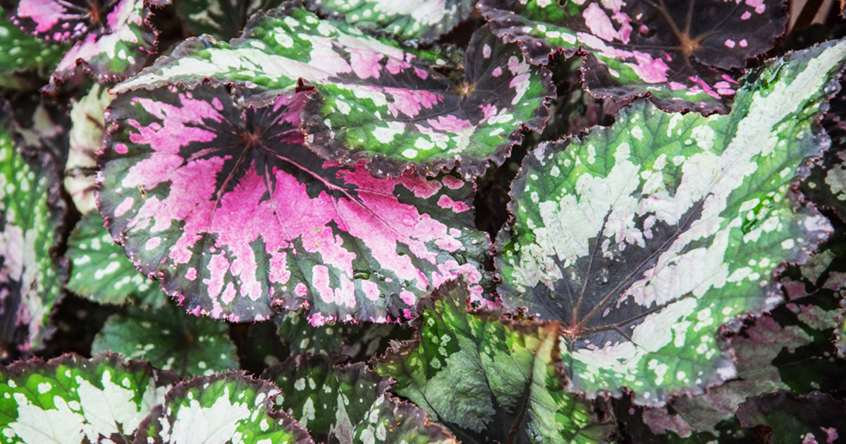 is begonia toxic to dogs