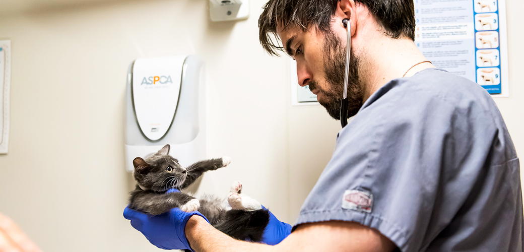 Vaccinations for Your Pet | ASPCA