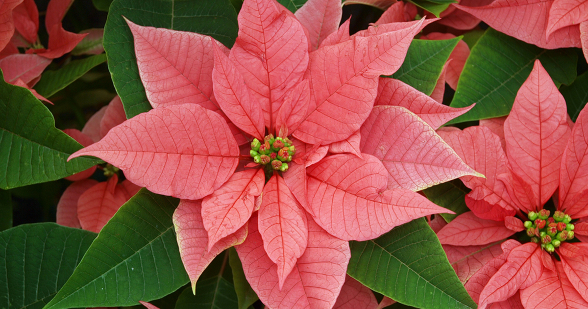 are poinsettias poisonous o dogs and cats