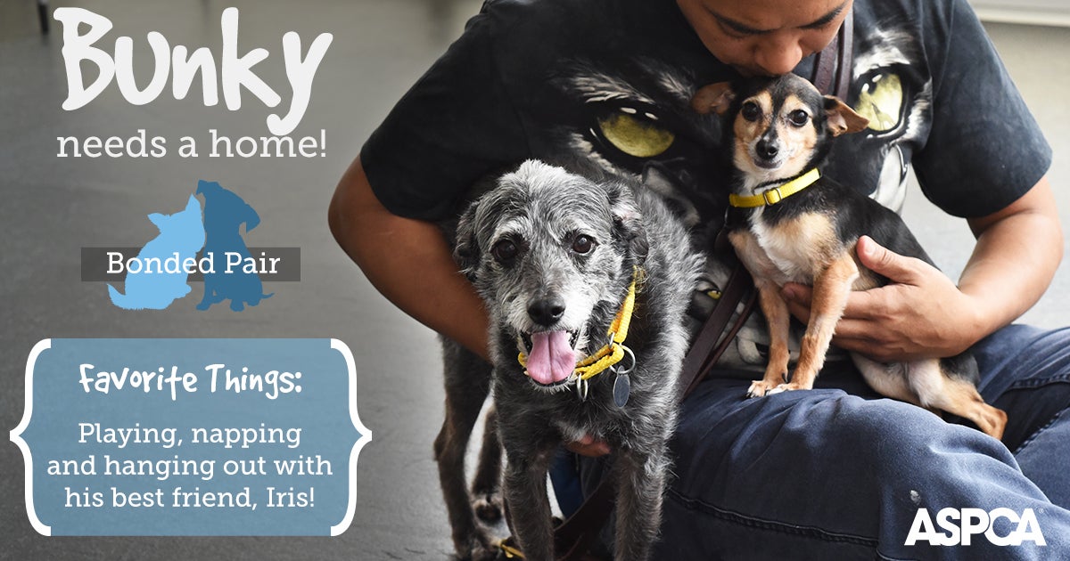 Bunky ASPCA