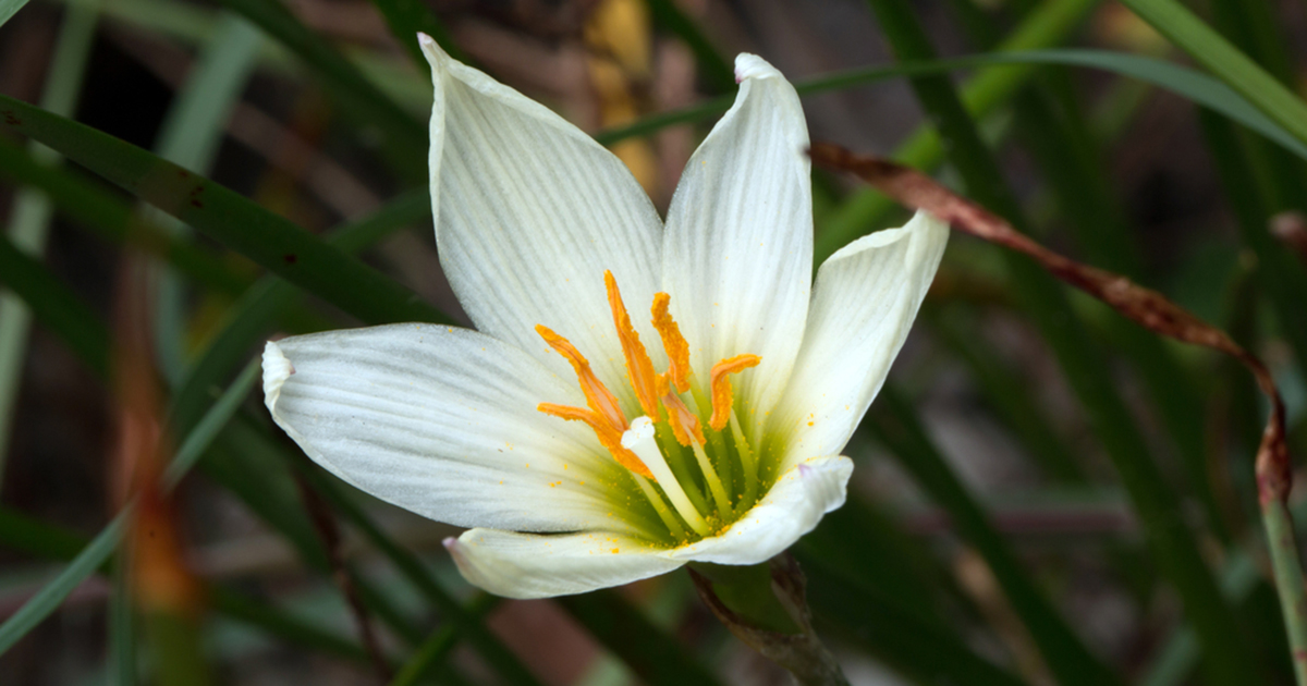 Is Prairie Lily Toxic for Cats? 