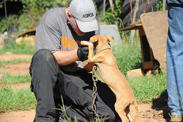ASPCA FIR responder tending to puppy on dog fighting raid
