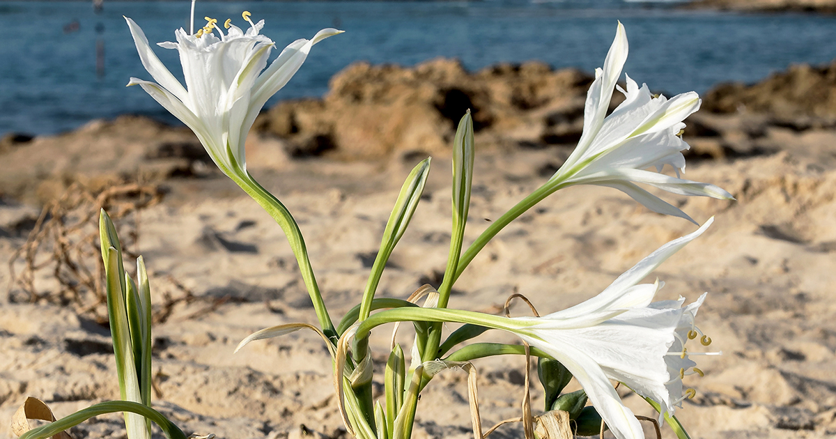 Is Sand Lily Toxic for Cats? 