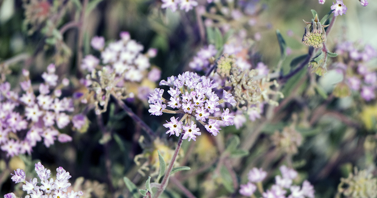 Sand Verbena | ASPCA