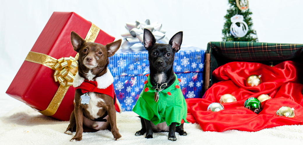 Top 10 Holiday Dangers for Pets