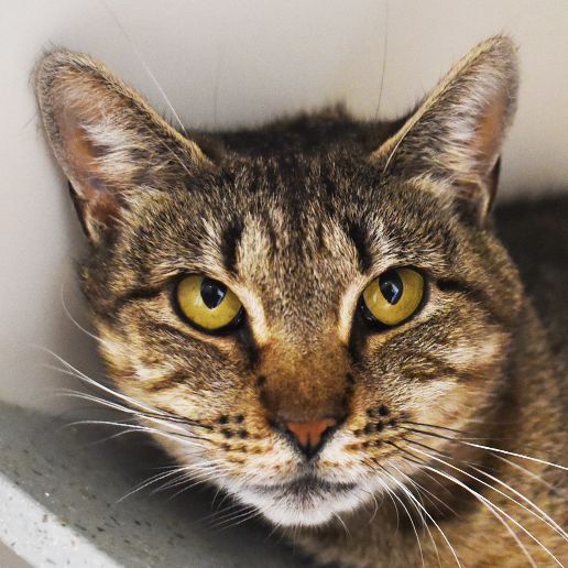 Adoptable Cats | ASPCA