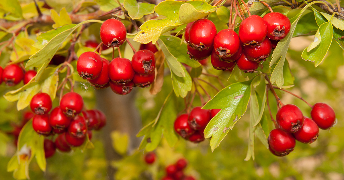 indian hawthorn toxic to dogs