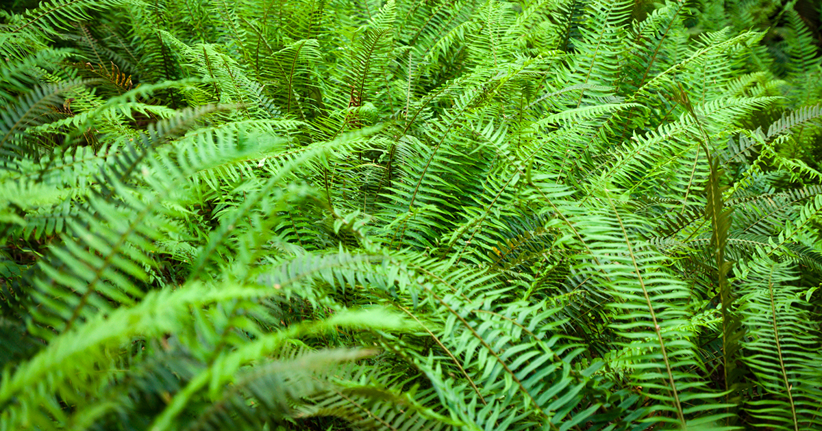 are ostrich ferns poisonous to dogs