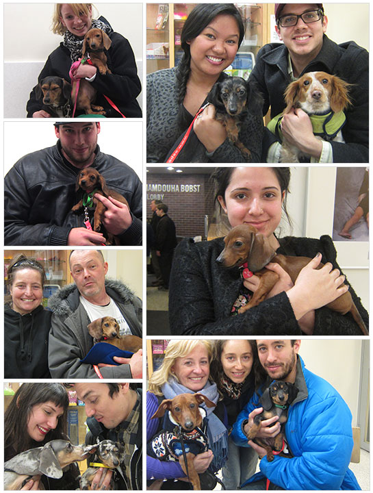 Fresh Starts for Doxies Born into Hoarding Situation