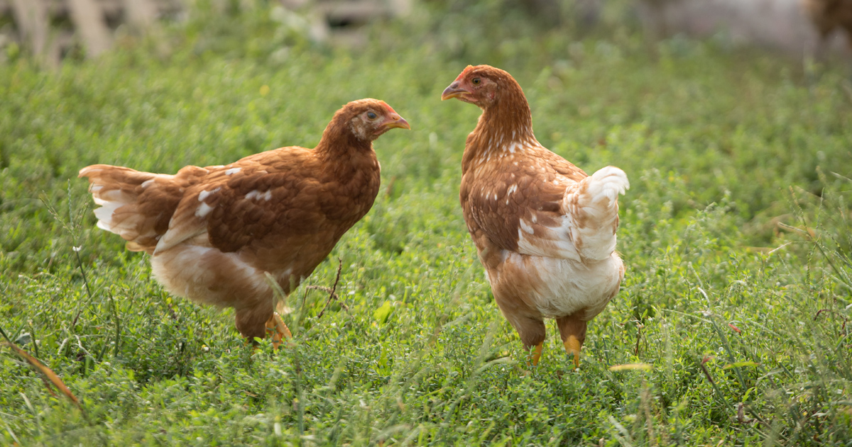 “Chick Out” These Backyard Chickens Dos and Don’ts!