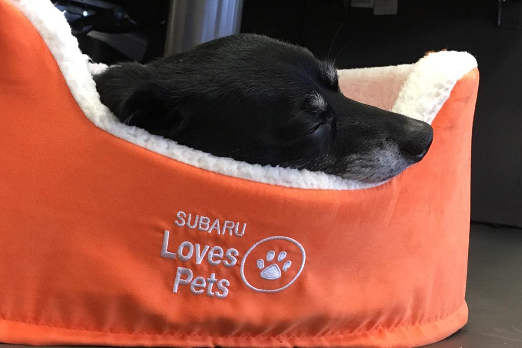 Subaru Loves Pets Program ASPCA