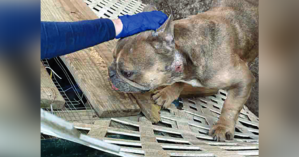 dog with wound on neck