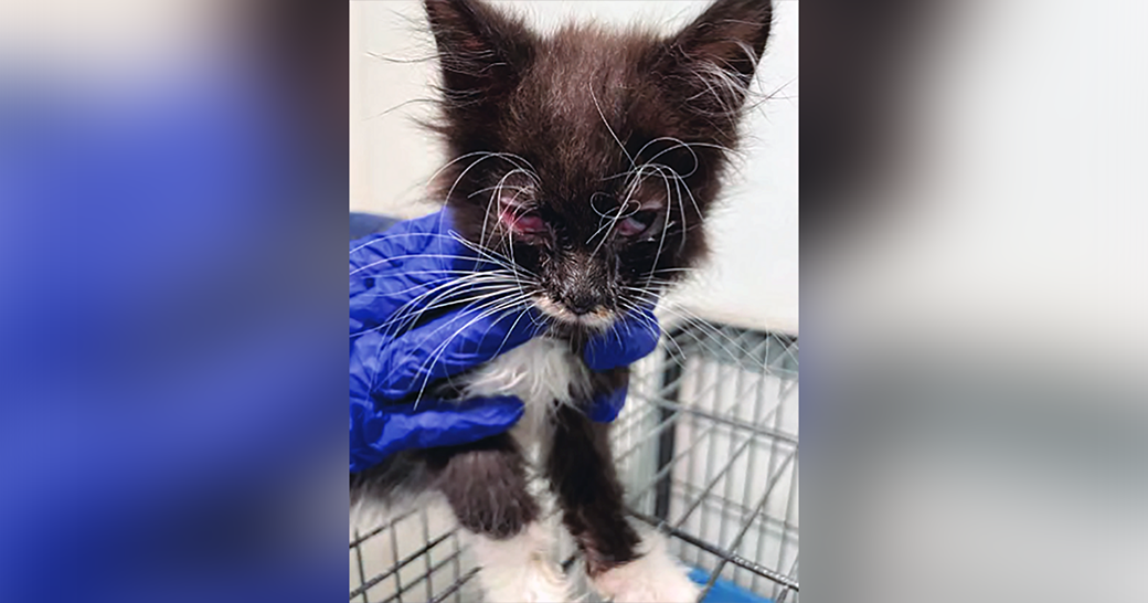 Kitten with injured eye